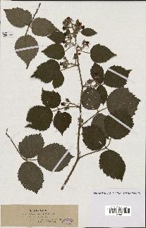 spécimen de Rubus horridus