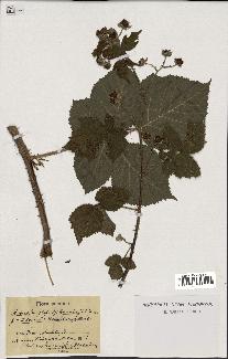 spécimen de Rubus warmingii