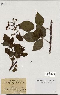 spécimen de Rubus sprengelii