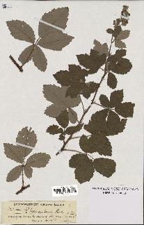 spécimen de Rubus tomentosus