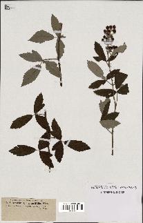 spécimen de Rubus tomentosus