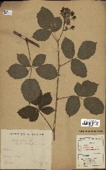 spécimen de Rubus nitidus