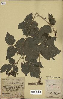 spécimen de Rubus caesius x idaeus