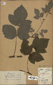 spécimen de Rubus caesius x idaeus