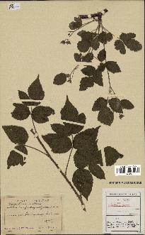 spécimen de Rubus caesius x idaeus