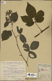 spécimen de Rubus obscurus