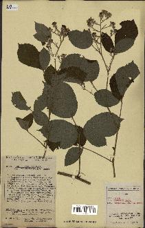 spécimen de Rubus obscurus