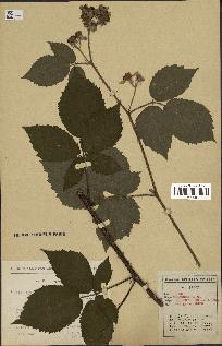 spécimen de Rubus obscurus