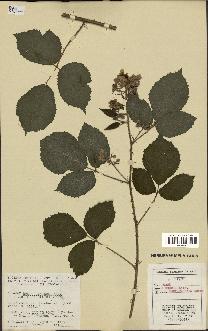 spécimen de Rubus obscurus