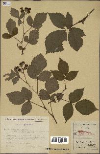 spécimen de Rubus obscurus