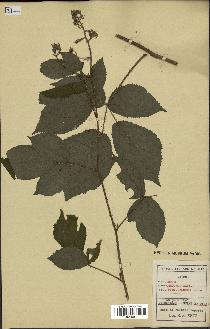 spécimen de Rubus obscurus