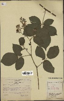 spécimen de Rubus muelleri