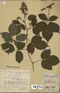 spécimen de Rubus pallidus