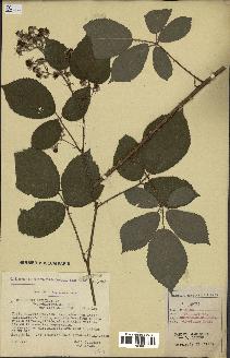 spécimen de Rubus pallidus