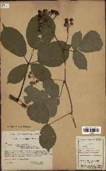 spécimen de Rubus pallidus