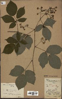 spécimen de Rubus pallidus