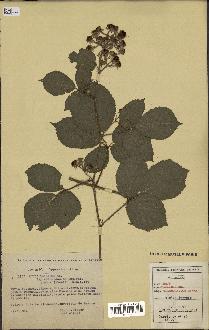 spécimen de Rubus pallidus