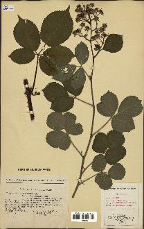 spécimen de Rubus pallidus