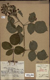 spécimen de Rubus pallidus