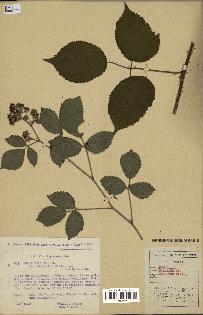 spécimen de Rubus pallidus