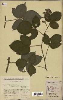 spécimen de Rubus pallidus