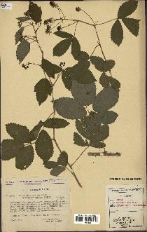 spécimen de Rubus nitidus