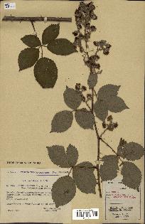 spécimen de Rubus nitidus