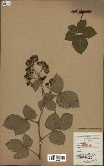 spécimen de Rubus nitidus