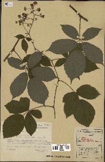 spécimen de Rubus pallidus