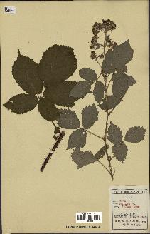 spécimen de Rubus pallidus