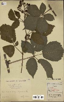 spécimen de Rubus pallidus