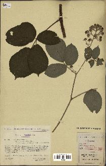 spécimen de Rubus pallidus