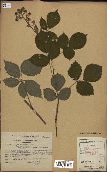 spécimen de Rubus obscurus