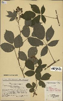 spécimen de Rubus obscurus