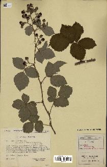 spécimen de Rubus nitidus