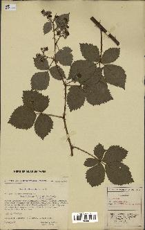 spécimen de Rubus nitidus