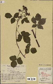 spécimen de Rubus nitidus