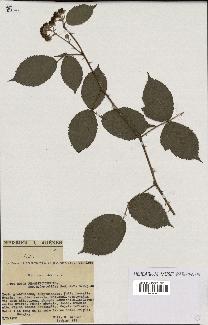 spécimen de Rubus rhombifolius