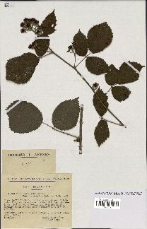 spécimen de Rubus rhombifolius