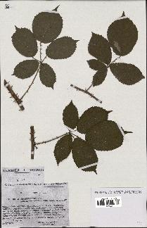 spécimen de Rubus rhombifolius