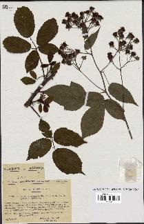 spécimen de Rubus rhombifolius