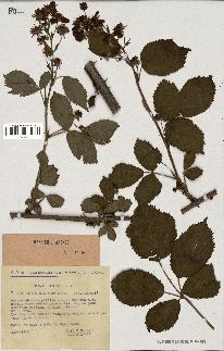 spécimen de Rubus sulcatus