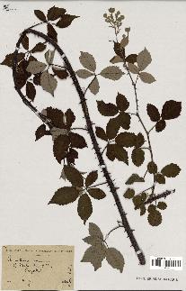 spécimen de Rubus rusticanus