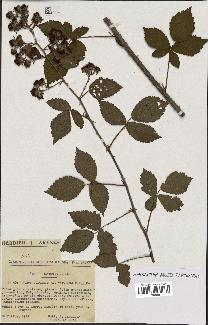 spécimen de Rubus vulgaris