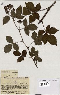 spécimen de Rubus vulgaris