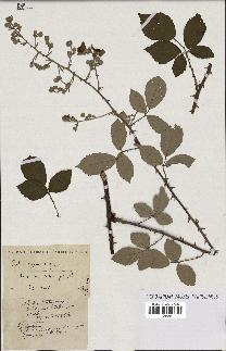 spécimen de Rubus vulgaris