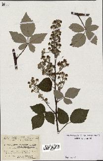 spécimen de Rubus ulmifolius x tomentosus