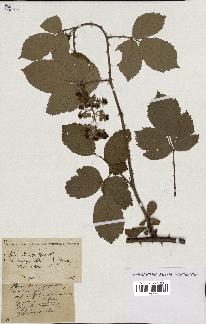 spécimen de Rubus villicaulis