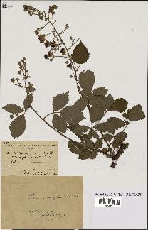 spécimen de Rubus carpinifolius