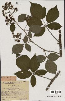 spécimen de Rubus carpinifolius